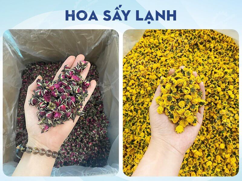 Hoa sấy lạnh giữ màu sắc đẹp