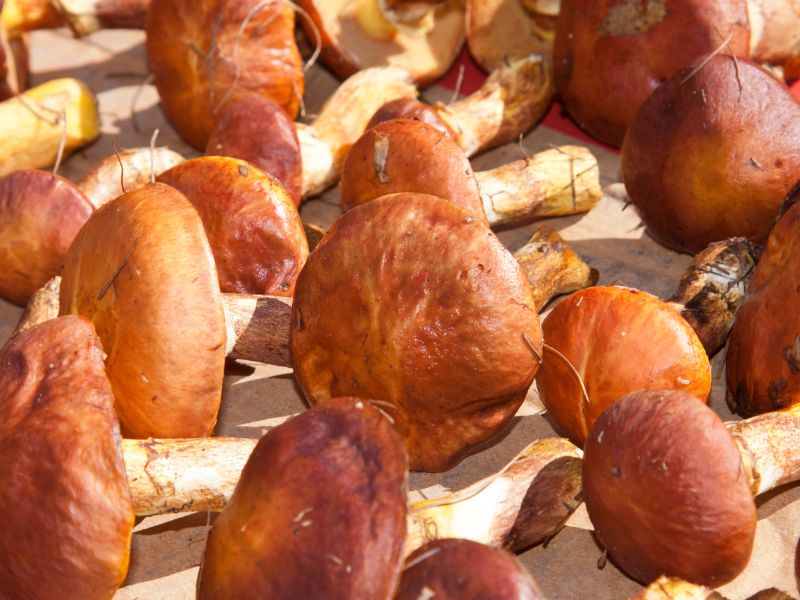 Sản xuất nấm khô
