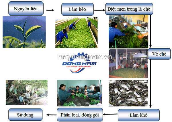 Quy trình chế biến chè xanh chất lượng cao